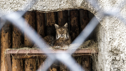 Lynx 