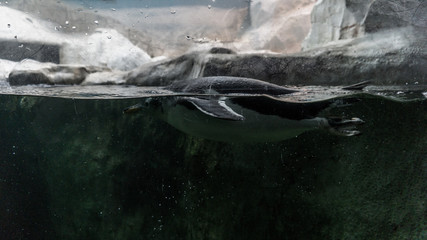 Pinguin in Moscow zoo