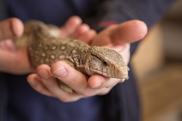 A cub of a desert reptile Varan in the hands of a man. Contact zoo.