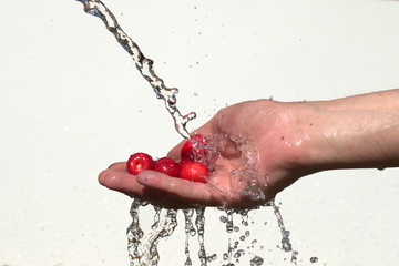 Fototapeta premium sweet cherries in hand under water
