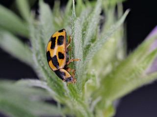 Vierzehnpunkt Marienkäfer - Propylea quatuordecimpunctata - auf einer Pflanze