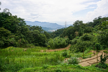 Paddy field facing the mountain 