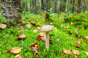 Edible small mushroom with brown cap Penny Bun leccinum in moss autumn forest background. Fungus in the natural environment. Big mushroom macro close up. Inspirational natural summer or fall landscape