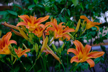 orange flowers in the garden