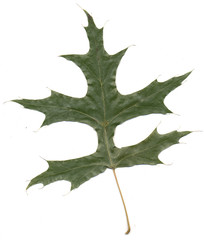 Naklejka premium autumn leaf