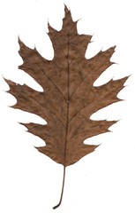 autumn leaf