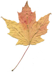 autumn leaf