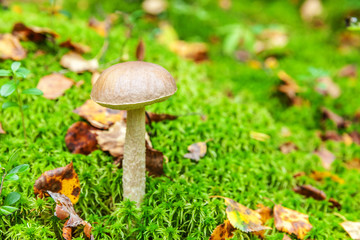 Edible small mushroom with brown cap Penny Bun leccinum in moss autumn forest background. Fungus in the natural environment. Big mushroom macro close up. Inspirational natural summer or fall landscape