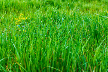 Springtime Flower and Grass Background With Copy Space