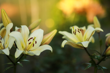 Beautiful floral background. Amazing views of the bright white lilies are blooming in the garden on a Sunny spring day, green grass and blue sky landscape.