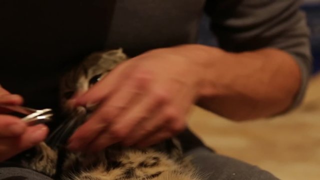 A young man trims his claws cat
