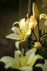 Obraz premium Beautiful floral background. Amazing views of the bright white lilies are blooming in the garden on a Sunny spring day, green grass and blue sky landscape.