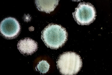 coffee and mildew