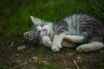 Beautiful serial kitten with big ears
