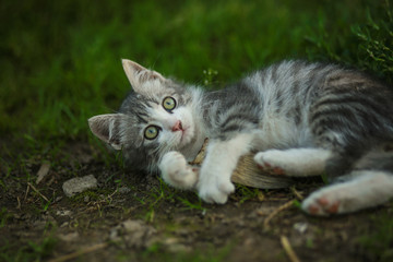 Beautiful serial kitten with big ears