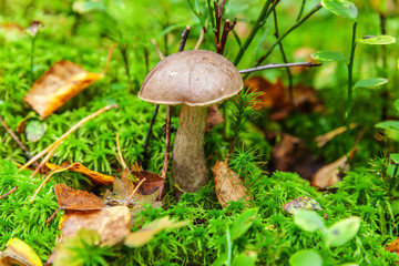 Edible small mushroom with brown cap Penny Bun leccinum in moss autumn forest background. Fungus in the natural environment. Big mushroom macro close up. Inspirational natural summer or fall landscape