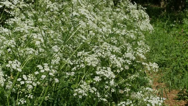 blooming hemlock thickets at the edge of the forest poisonous plant panorama