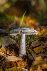 mushroom in the forest on bed of leaves