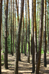 Sun rays in a beautiful green forest. Forest background can be used as wallpaper.