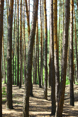 Obraz premium Sun rays in a beautiful green forest. Forest background can be used as wallpaper.