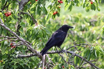 schwarze Krähe hockt im Kirschbaum