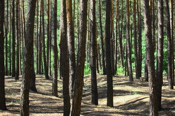 Sun rays in a beautiful green forest. Forest background can be used as wallpaper.