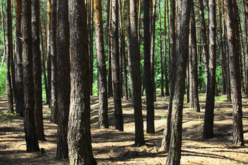 Sun rays in a beautiful green forest. Forest background can be used as wallpaper.