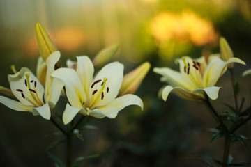 Obraz premium Beautiful floral background. Amazing views of the bright white lilies are blooming in the garden on a Sunny spring day, green grass and blue sky landscape.