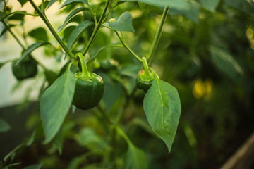 Organic vegetables in the greenhouse