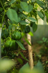 Cultural plants in the greenhouse / organic homemade vegetables