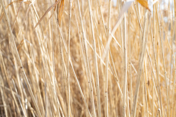 High dry reed in sunny winter days in germany