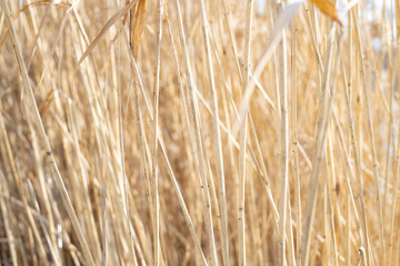 High dry reed in sunny winter days in germany