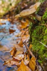 mushroom in the forest on bed of leaves