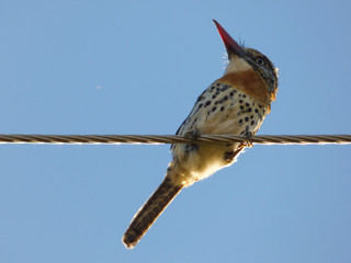 Caatinga puffbird (Nystalus maculatus) - a species of bird in the family Bucconidae endemic to eastern Brazil