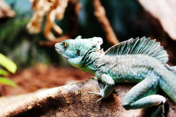 zoo animal