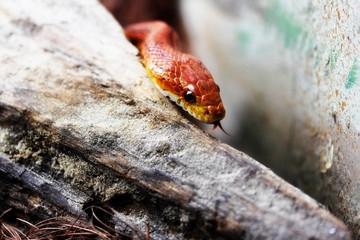zoo animal