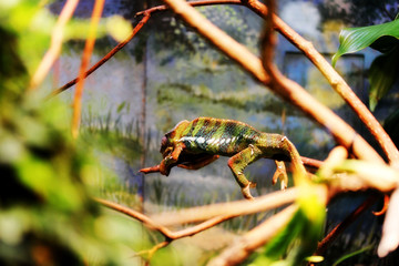 zoo animal