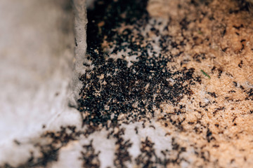 The extermination of the colony of black ants. Dead ants in the home garden. Small vrelitele with...