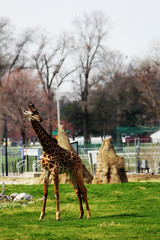 Fototapeta premium zoo animal