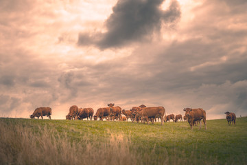 Fototapeta na wymiar herd of cows grazing in field