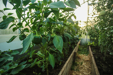 Cultural plants in the greenhouse / organic homemade vegetables