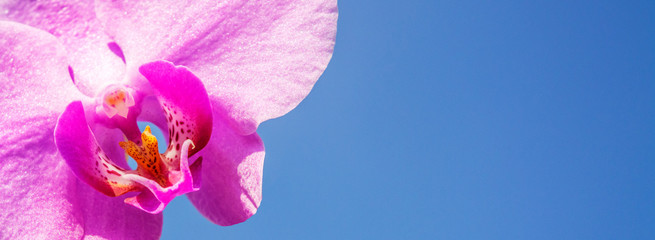 Flower of wild orchid on a background of blue sky, close-up. Suitable for a postcard, banner, title page, poster