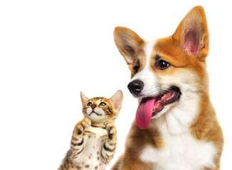 cute puppy and kitten looking sideways