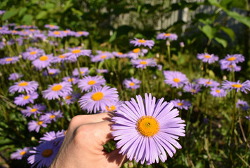 Flowering alpine aster in the garden, Summer