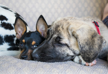 Chihuahua and mastin puppies on light sofa