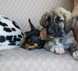 Chihuahua and mastin puppies on light sofa