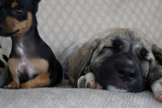 Chihuahua and mastin puppies on light sofa