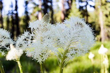 Beargrass