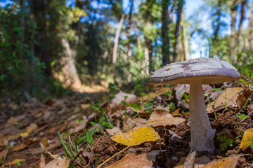 Fototapeta premium mushroom in the forest on bed of leaves