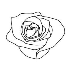 Vector line art of rose. Black isolated on white.